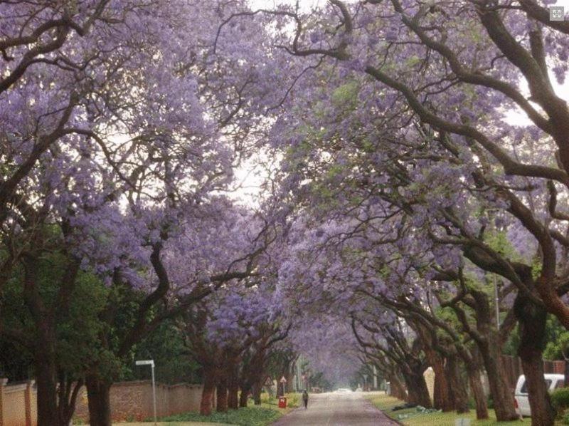 Goodey'S Guesthouse Pretoria-Noord Esterno foto